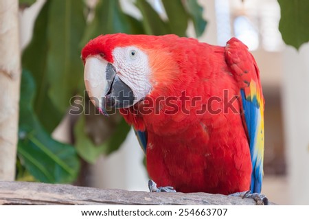 Bright multi-coloured red Macaw Parrot:  Close-up. Mexico