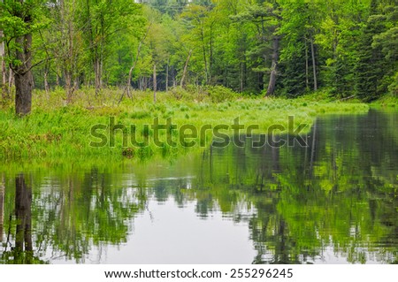 Green summer forest in a conservation area at Black River, Ontario, Canada