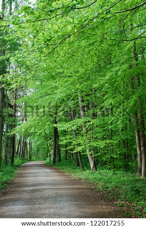 Spring Forest / Photo of green spring forest and walking path, Germany, Europe