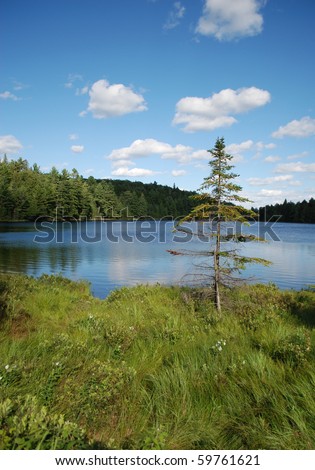 Photo of lonely fir-tree on a lake, Algonquin Provincial Park, Ontario, Canada