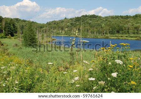Photo wild flowers in Algonquin Provincial Park, Ontario, Canada