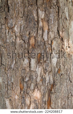 Old Wood(rind,bark) Tree Texture Background Pattern,Tree bark texture,