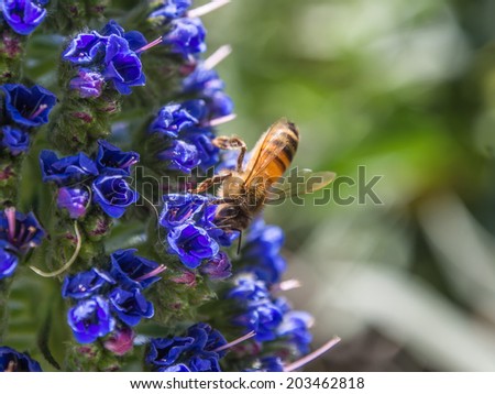 honey bee on flowers