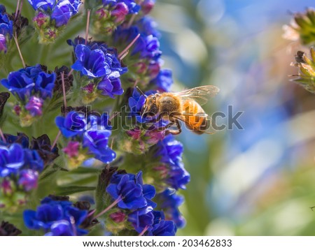 honey bee on flowers