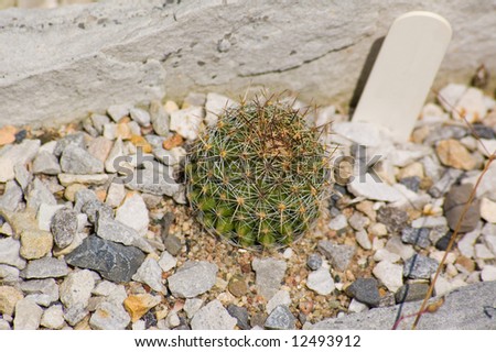 a small cactus shot in a desert garden