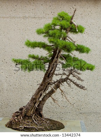 Old bonsai tree growing in an indoor garden