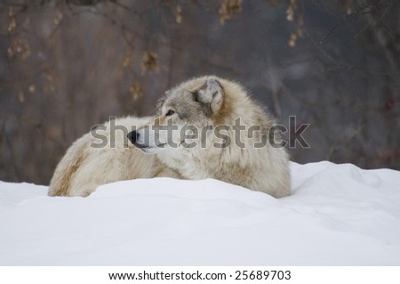 a wolf laying down in the snow during a cold day