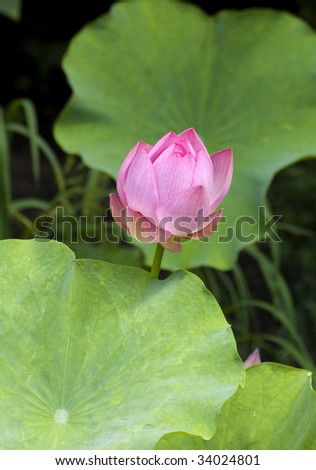 Open Lotus