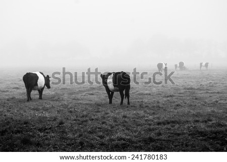 White belted cows grazing