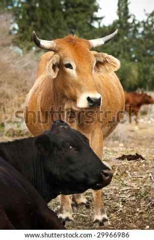 Pair Of Cows