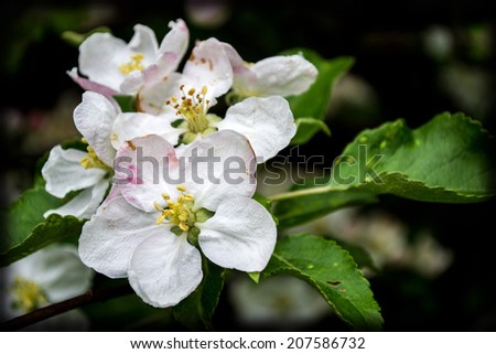 apple, flowers, white flowers, pink flowers, garden, sun, summer, spring, berries, apples, bush, tree, nature