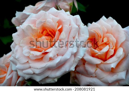 large flowers roses, beautiful roses, pink roses, ore, nature, outdoors, in the garden, romance, Mother's Day, Valentine's Day, love, flowers, roses Phuket