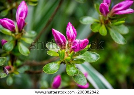 pink azalea, ornamental plants, shrub, garden, garden, home, nature, green, pink, summer, beautiful plants