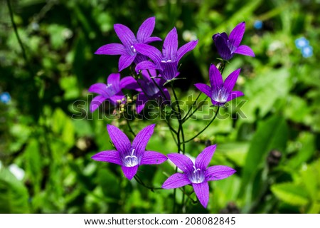 purple flowers, purple, garden, garden, home, nature, green, pink, summer, beautiful plants, wildflowers, bells