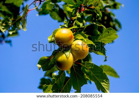 branch full of pins, plums, red, purple, yellow, ripe, unripe, fruit compotes, pies, fruit dumplings, in nature, a tree, a bush, pick, pluck, garden,yellow mirabelle, pins