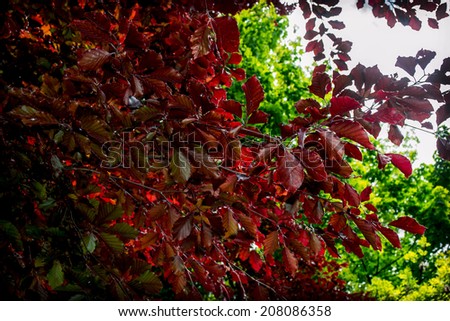 purple-red leaves of the tree, deciduous tree, oak, bud, big tree, old