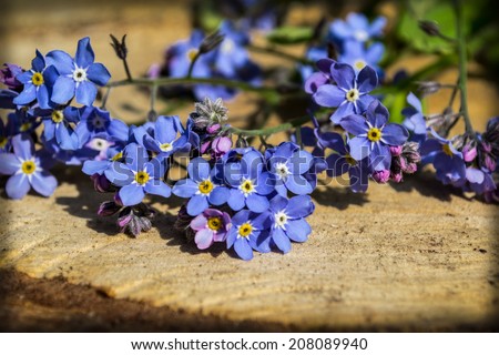 blue flowers, forget-me-beautiful plant, green, blue, garden, Mother\'s Day, Valentine\'s Day, gift, love, romance, dark blue, sky blue, blue eyes, nature