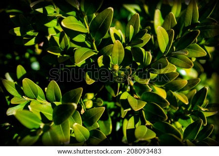 green plant Buxus bush to fence, fence, hedge, green leaves, evergreen, dark green, garden, grow, zast?ihÃ?Â¡vat, cut, care, garden, countryside, near the fence