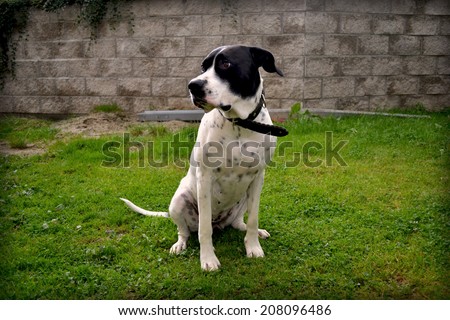 dog, big dog, white dog, guarding the garden, garden, ornamental garden, maintained, guard dog, happy dog, a beautiful garden, green, home, house, garden