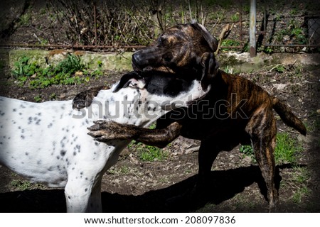 Two dogs playing, game, game, big dog, garden, home, watchmen, domestic dog, large breed, race, match, mates, black dog, white dog,  happy dogs, brindle color