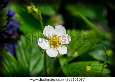 wild strawberry flower, white flower, yellow, forest, nature, strawberry leaves, beauty,