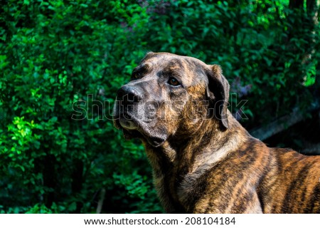 Beautiful dog, breed, large breed, garden, green, black dog, posing, playing, fetch wood, home, boyfriend, brown dog