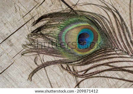 peacock feather, bird, peacock, decoration, home, home, country, colors, blue, green, brown, purple, colorful jewelery, adornment, fashion, style,