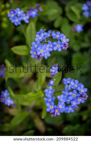forget-me-blue flowers, garden, nature, blue, green, flowers, plants, outdoors, grow, joy, romance, donate,