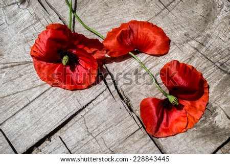 poppies, poppy, poppy field, plant, red flower, red color, wolf, nature, drug addiction, grow
