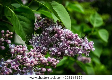 lilac, shrub, ornamental shrub, purple, pink, white, light, dark, tree, spring, summer, wonderfully fragrant, flowers, large flowers, pungent smell