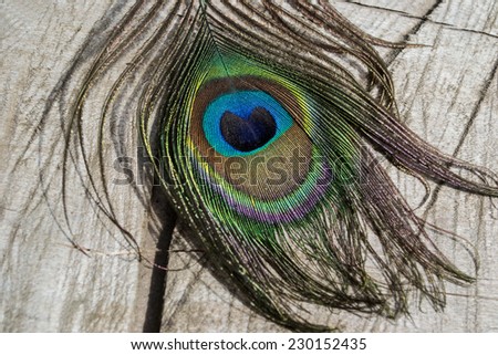 peacock, peacock feather, bird, green, purple, blue, yellow, diversity, colorful feathers, feathers, feather, ornamental feathers, ornamental bird, rare, protected, animal, bird