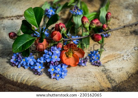 red flower, orange, blue forget-me-bush, green, plant, garden, flower, home, home, buds, Valentine\'s Day, Mother\'s Day
