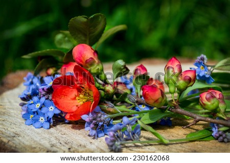 red flower, orange, blue forget-me-bush, green, plant, garden, flower, home, home, buds, Valentine\'s Day, Mother\'s Day