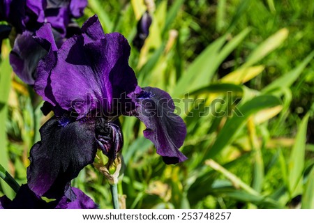 iris, plant flower, yellow, dark purple, violet, blue, garden, green, outdoors, ornamental garden, flower, flowers, flower, sun, summer flowers, donate, onions,