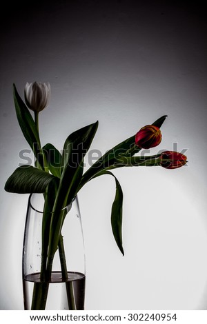 vase with tulips, black and white tulips, black, white, light and shadow, black and white picture, tulips on a white background three tulips in a vase, the vase with water standing on the table