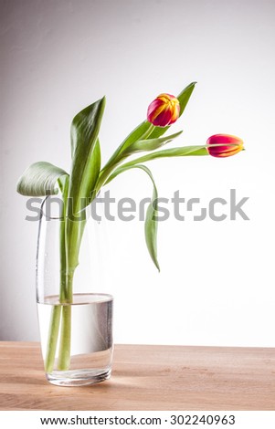 tulip in a vase red tulip in a vase on a table against a white background, white tulip vase with clean water and tulip glass vase, flamed tulip, three tulips, red and yellow tulip vase with tulips