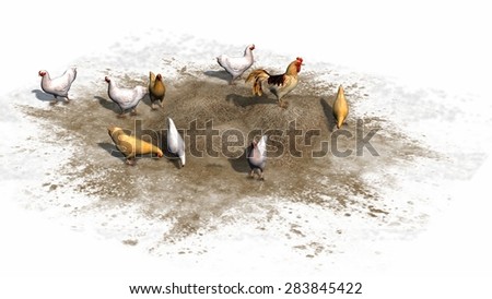 chicken and rooster isolated on white background