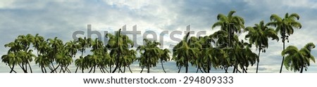 Palm trees panorama of a tropical island