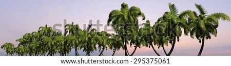 Palm trees panorama in sunset of a tropical island