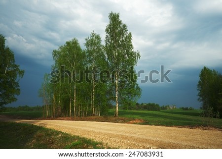 Silver birch trees near a gravel country road with storm clouds approaching