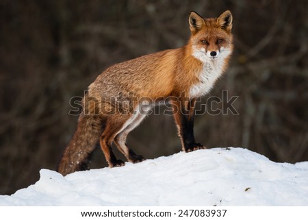 Red Fox stands on top of snow bank on dark background