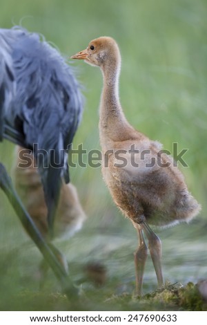 Common crane chick walks behind parent on moss covered marsh floor