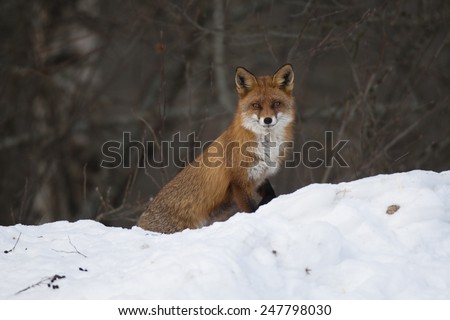 Red fox stands on snow bank against grey background