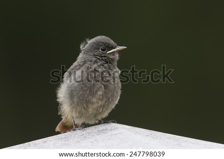 Common redstart one day old chick sits on top of concrete fence pole against uniform green background