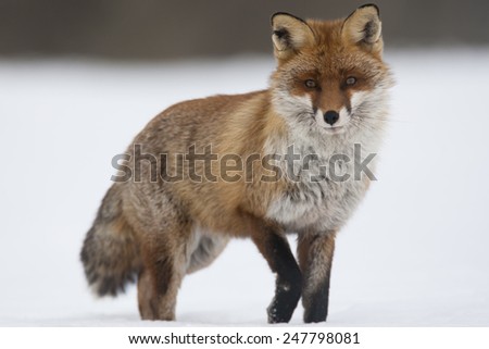 Red fox stands in snow covered field against white background