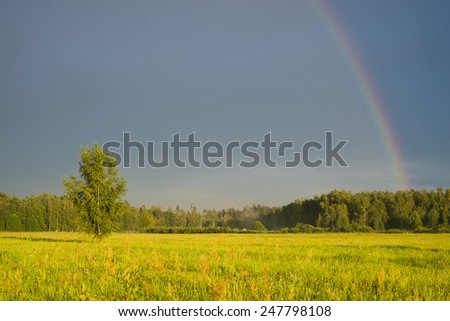 Rainbow in summer with field and birch tree in foreground and forest and heavy sky in background