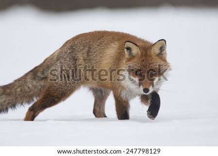 Red fox walks in snow covered field against white background