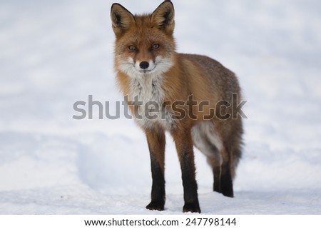 Red fox stands on snow covered filed against white background