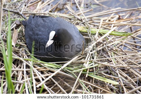 Coot or water hen sitting on eggs