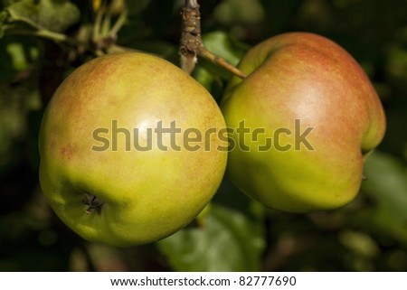 two apples on a tree